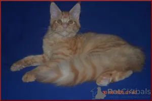 Дополнительные фото: Великолепные кошечки мейн-кун из питомника