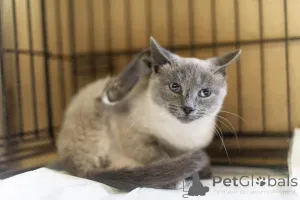 Дополнительные фото: Невероятная красавица Агата в добрые руки.