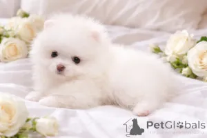 Дополнительные фото: VIP мiнi красунчик!