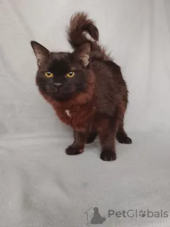 Фото №4. Продам  в Москве реке частное объявление - цена Бесплатно