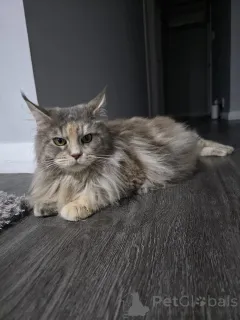 Фото №4. Продам мейн-куна в Инсбрук заводчик - цена 60299₽