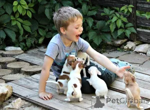 Фото №1. чихуахуа - купить в Флориде за 73924₽. Объявление №151224