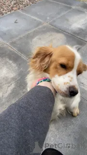 Дополнительные фото: Кинг Чарльз микс какапу Щенки