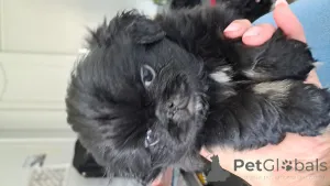 Дополнительные фото: Королевский Пекинский