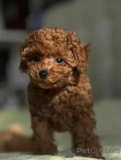 Фото №3. Щенки пуделя на усыновление свяжитесь с WhatsApp по телефону 447450021323..  Финляндия