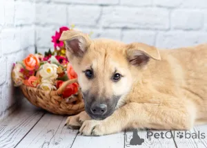 Дополнительные фото: Красавчик Барни в поисках любящей семьи!