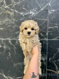 Фото №2 к объявлению №139079 о продаже мальтипу - купить в Германии частное объявление, заводчик