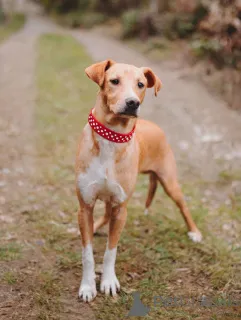 Фото №1. беспородная - купить в Санкт-Петербурге за Бесплатно. Объявление №162509