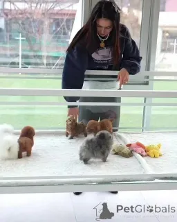 Фото №1. алан - купить в Ankum за договорная. Объявление №159961