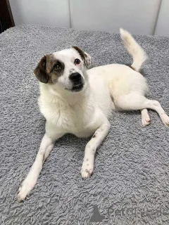 Дополнительные фото: Миниатюрная диванная собачка Дафи ищет дом