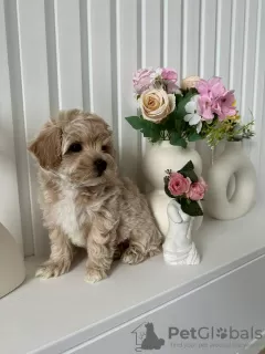 Дополнительные фото: Maltipoo Puppy для усыновления