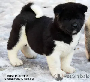 Дополнительные фото: Щенки Акиты