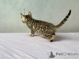 Дополнительные фото: Шикарные Бенгальские котята