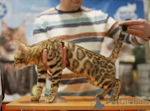 Дополнительные фото: Бенгальский кот вязка