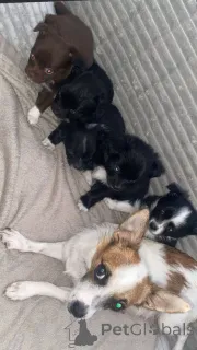 Фото №1. чихуахуа - купить в Берлине за 37107₽. Объявление №157681