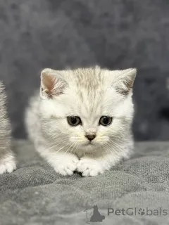 Фото №3. Продам шотландского котенка. Беларусь