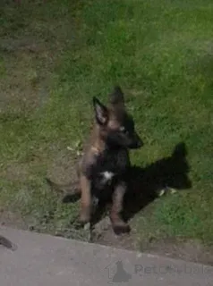 Фото №1. малинуа - купить в Реклама за 27830₽. Объявление №160588