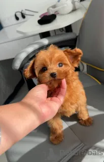 Фото №2 к объявлению №163962 о продаже мальтийскую болонку - купить в Нидерландах заводчик