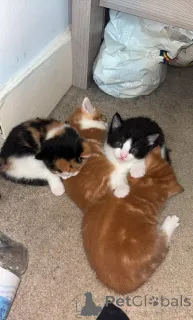 Дополнительные фото: Очаровательные сомалийские котята в поисках любящих домов