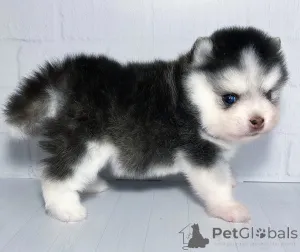 Фото №1.  - купить в Краснодаре за 231918₽. Объявление №146696