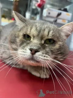 Фото №2 к объявлению №162987 о продаже  - купить в России частное объявление