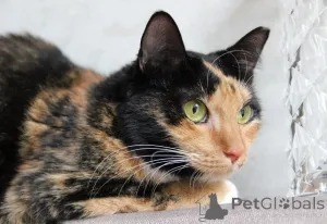 Дополнительные фото: ЛАПУШКА СРОЧНО ИЩЕТ ДОМ!!!