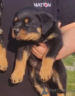 Дополнительные фото: Rottweiler красивые щенки