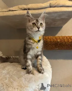 Дополнительные фото: Потрясающие девчонки и мальчики мейн-кунов ДОСТУПНЫ СЕЙЧАС