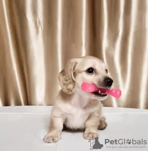 Дополнительные фото: Предлагается на продажу щенок кремовая такса, Cream dachshund golden, Редкий