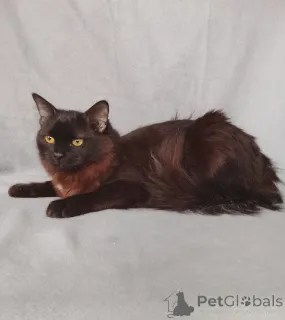 Фото №2 к объявлению №164495 о продаже  - купить в России частное объявление