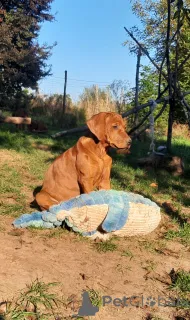 Дополнительные фото: Квитанция в сентябре 2025 г. Объявление о мусоре