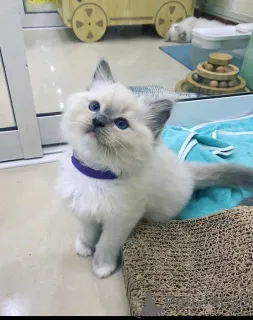 Фото №3. Котята Рэгдолл Бизнес WhatsApp 37256348129. Финляндия