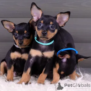 Фото №2 к объявлению №154708 о продаже пражского крысарика - купить в Германии частное объявление