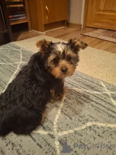 Дополнительные фото: Чистокровные щенки Йоркширского Терьера.