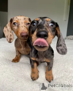 Фото №1. такса - купить в Дитрамсцелль за 32468₽. Объявление №147582