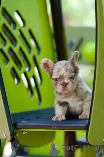 Дополнительные фото: Очаровательные щенки французского бульдога доступны для продажи