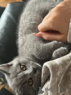 Фото №4. Продам британскую короткошёрстную в Берлине частное объявление, из приюта - цена 51022₽