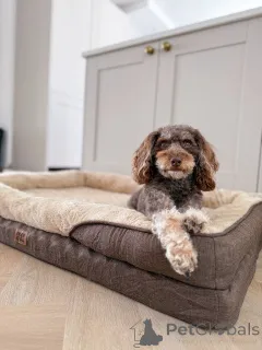 Фото №1. лабрадудль - купить в Ларосетт за 53921₽. Объявление №156414