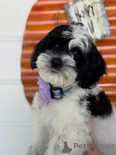 Фото №2 к объявлению №156280 о продаже лабрадудля - купить в Ирландии частное объявление