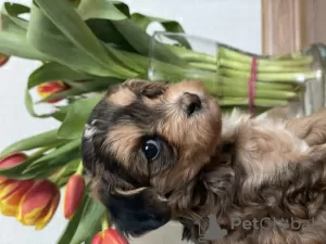 Дополнительные фото: Puppies of a Chinese crested dog