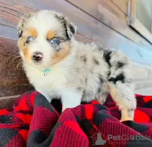 Фото №3. Bezaubernde Australian Shepherd-Welpen zu verkaufen.  Германия