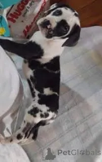 Фото №1. немецкий дог - купить в Хельсинки за 62908₽. Объявление №164703