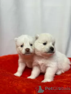 Дополнительные фото: Pomsky puppies (Щенки Помски)