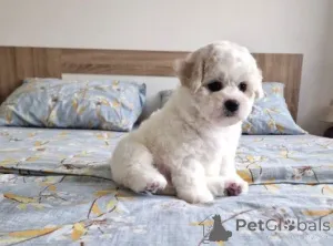 Фото №1. бишон фризе - купить в Pre -Prey за договорная. Объявление №162462