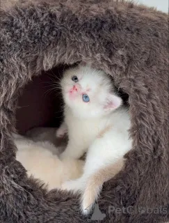 Фото №1. персидская - купить в Хельсинки за 51022₽. Объявление №163741