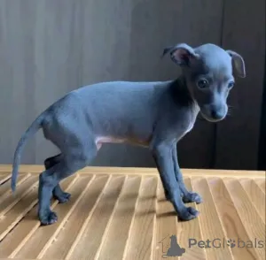 Фото №1. грейхаунд - купить в Baierbrunn за 35251₽. Объявление №158713