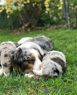 Фото №3. Продаются игривые щенки..  Чехия