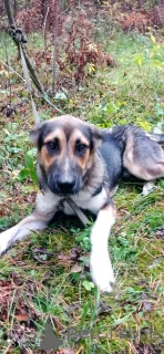 Дополнительные фото: Молодой пес Форест ищет семью.