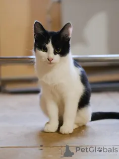 Фото №1.  - купить в Москва за Бесплатно. Объявление №140656