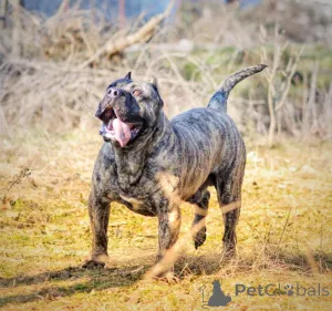 Дополнительные фото: Продаются щенки канарио (канарская собака), высшая родословная.